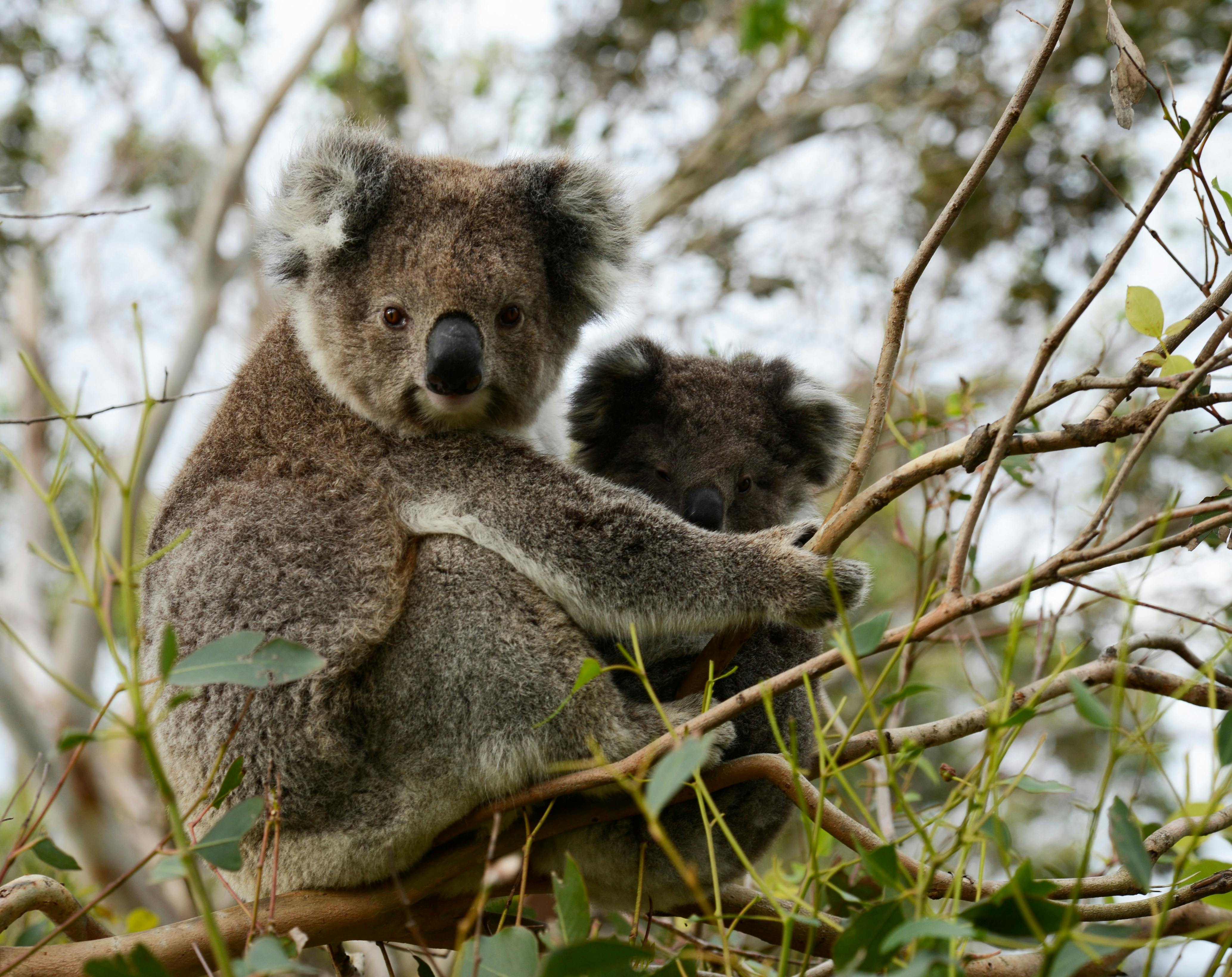Koalas