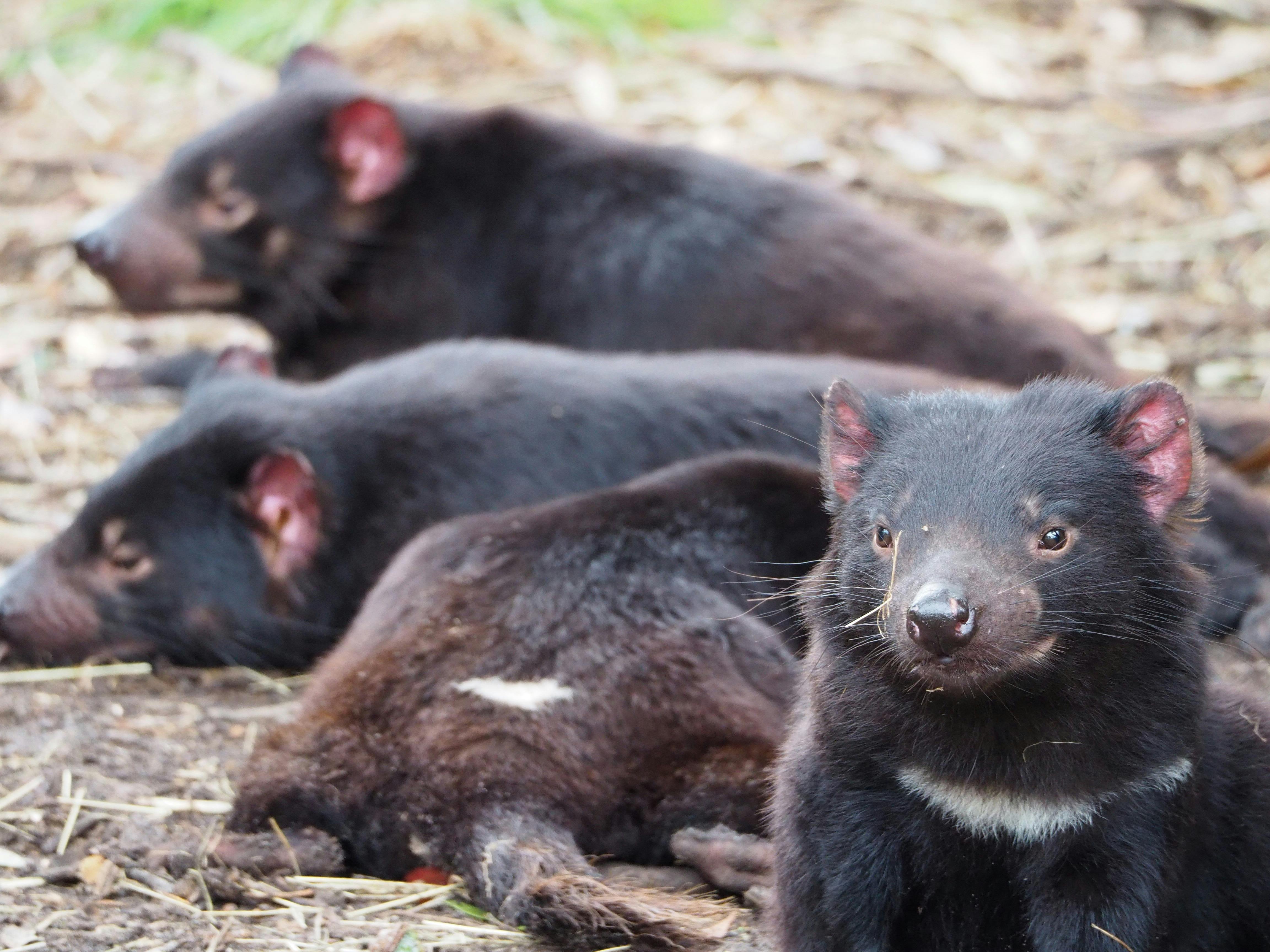 Tasmanian Devils at Bonorong Wildlife Sanctuary
