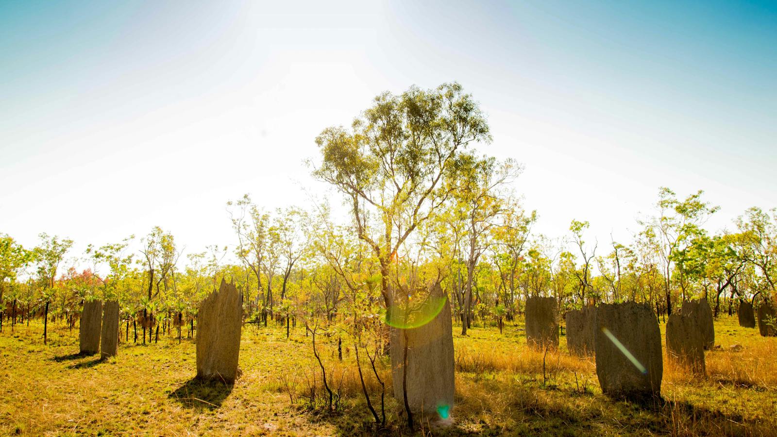 Magnetic termite mounds