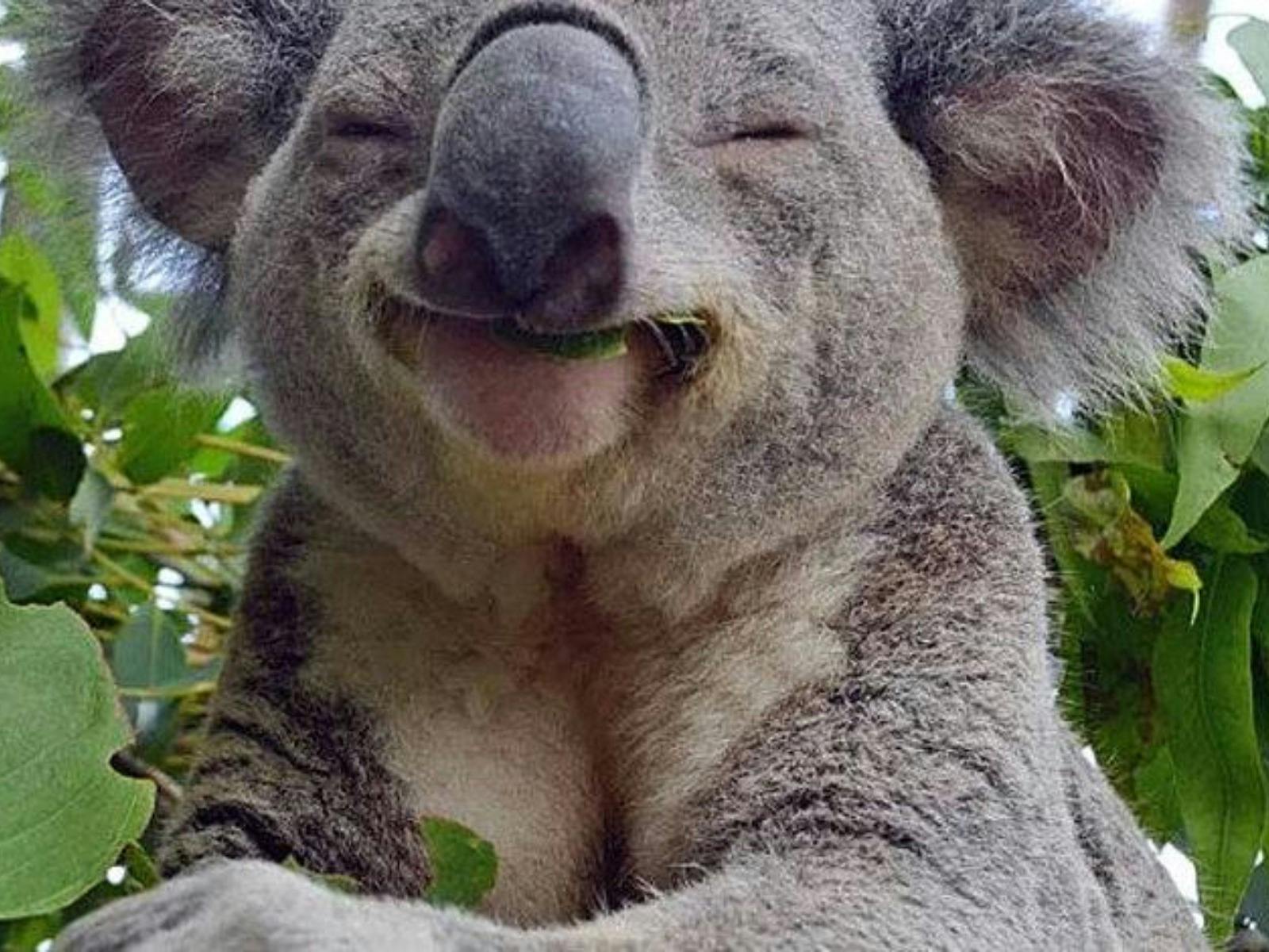 Capture this happy koala moment at the Wildlife Park, where you can get up close with wildlife.