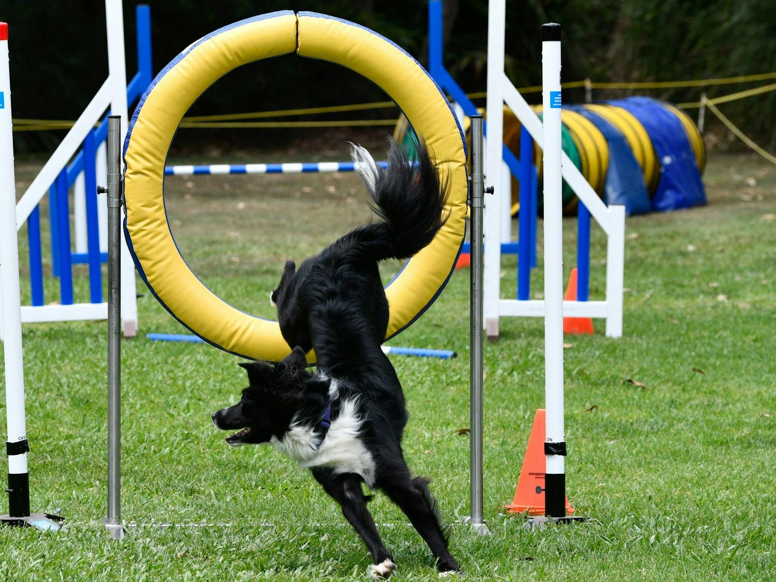 Image for Dog Agility Trials Grafton