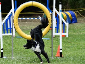 Dog Agility Trials Grafton Cover Image