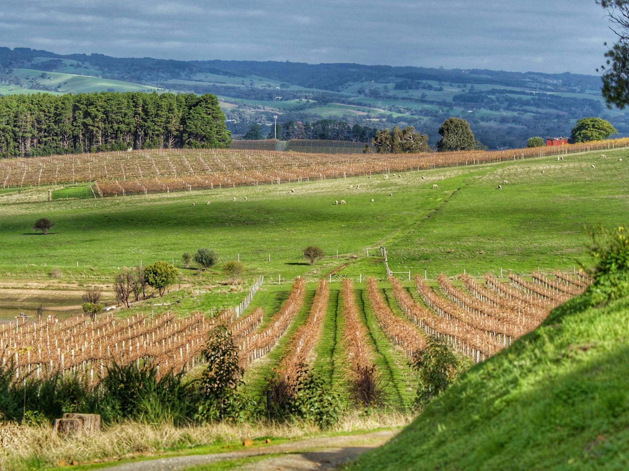 organic vineyard