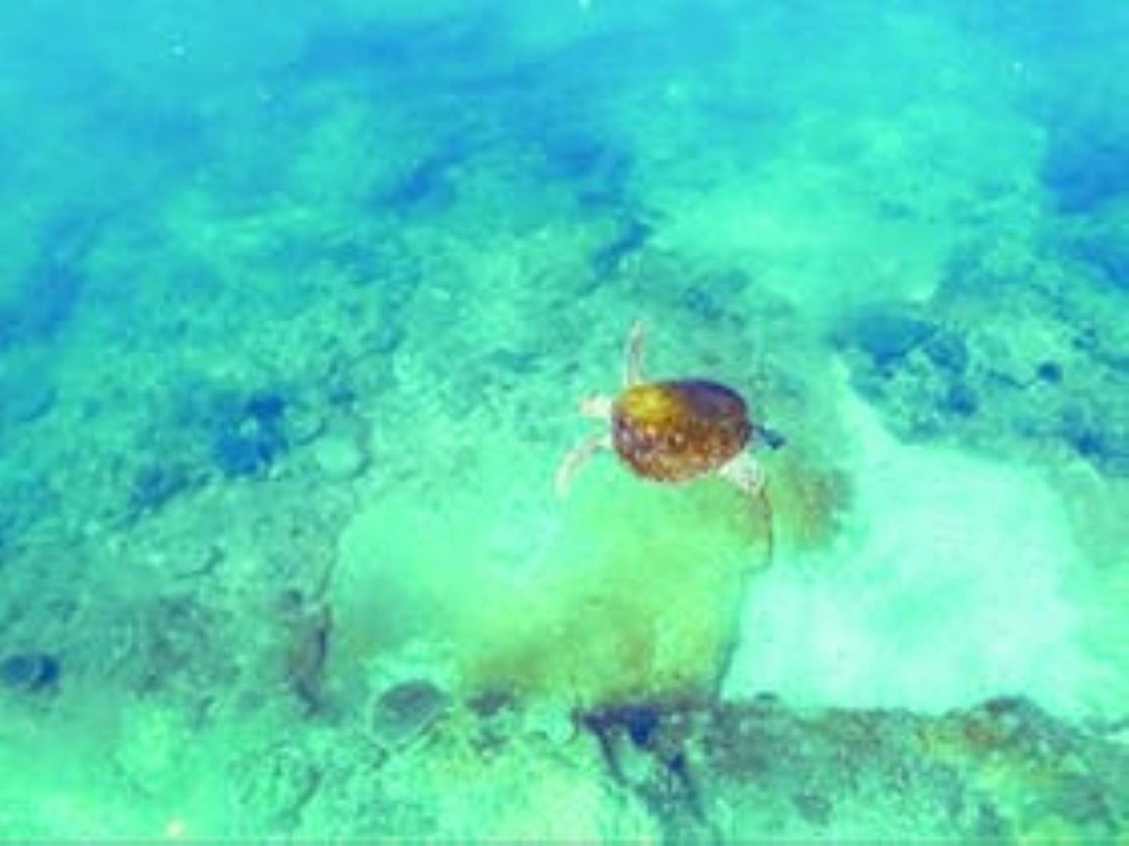 Turtle exploring around Mudjimba Island from above