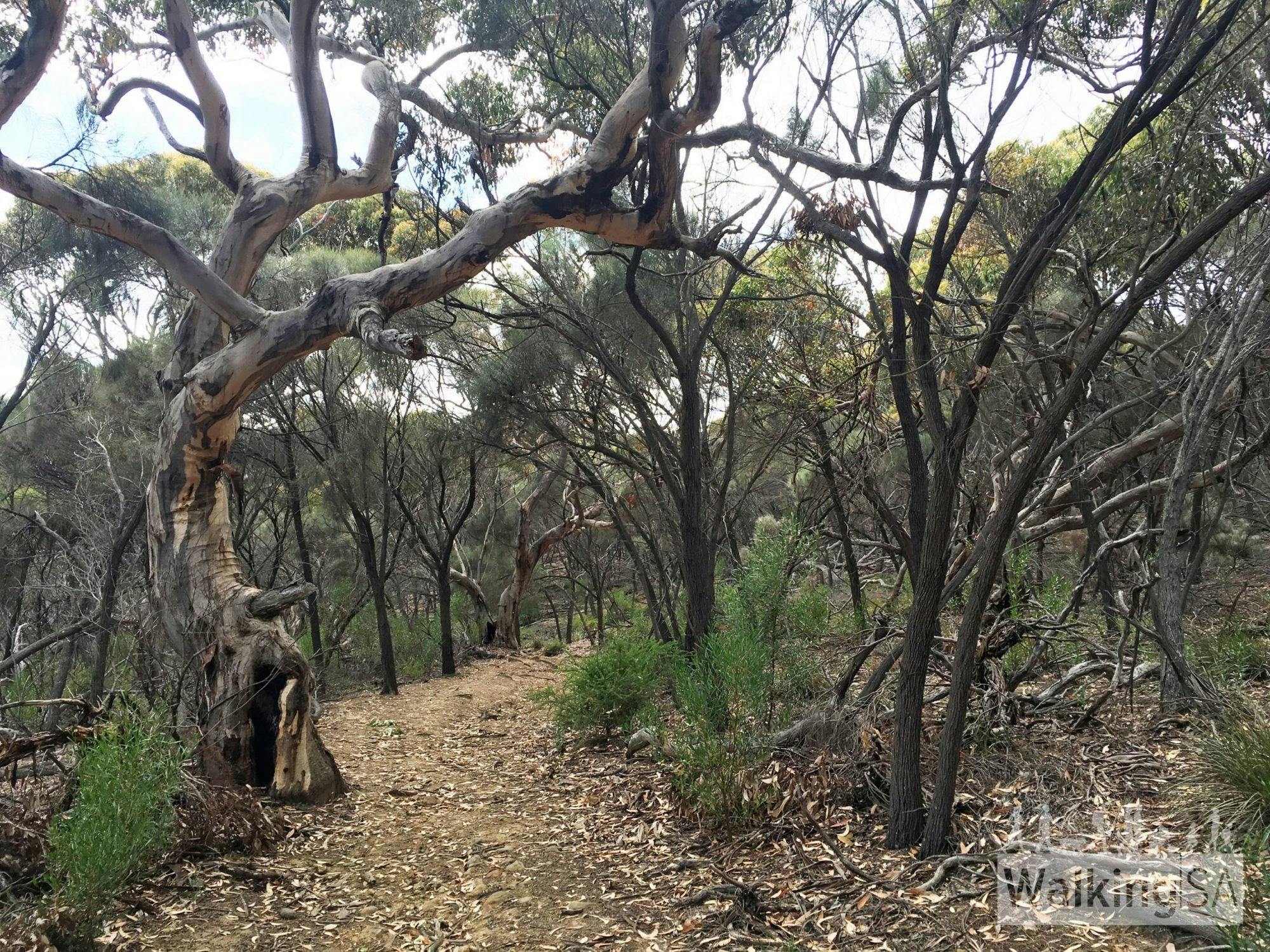 Har­veys Return Hike - Flinders Chase National Park