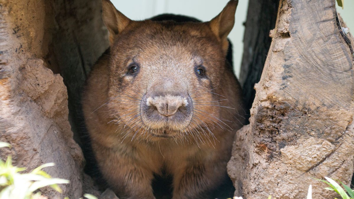 A wombat in the centre of image with two walls close to its body, inside its den, Rainforestation