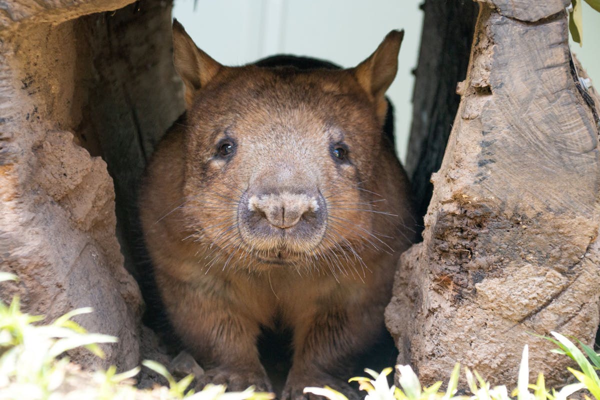 A wombat in the centre of image with two walls close to its body, inside its den, Rainforestation