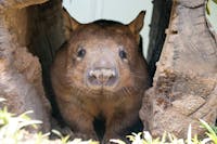 A wombat in the centre of image with two walls close to its body, inside its den, Rainforestation
