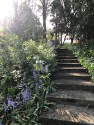 Foxglove  Gardens