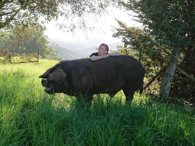 Our pure bred Old English black boar has a lovely smile and great temprament, weighing in at 320+kgs