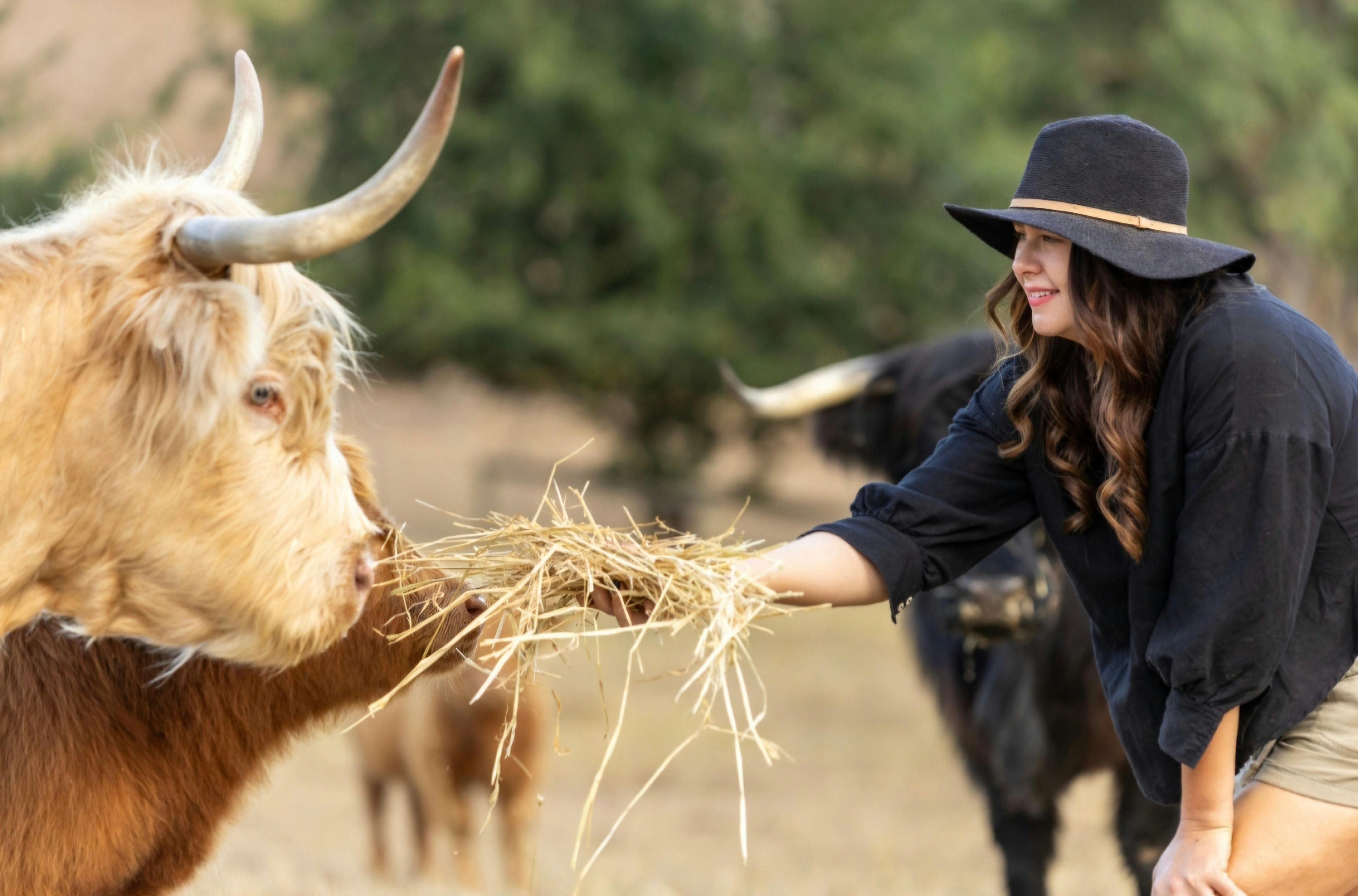 Highland Cattle Experience