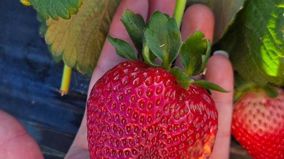 XL Petaluma strawberry bigger than the size of the photographers palm