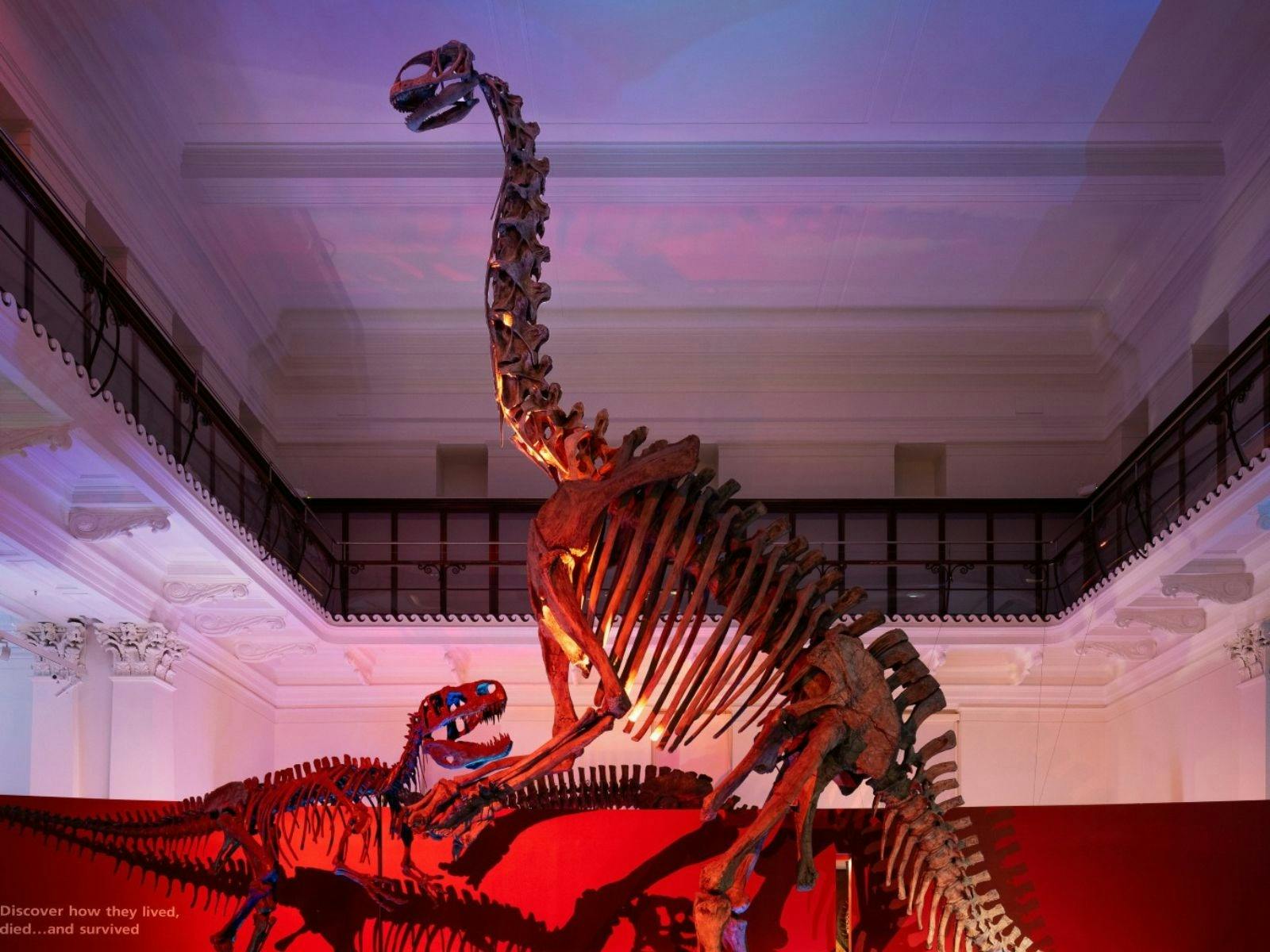A skeleton of a large dinosaur and a skeleton of smaller dinosaur