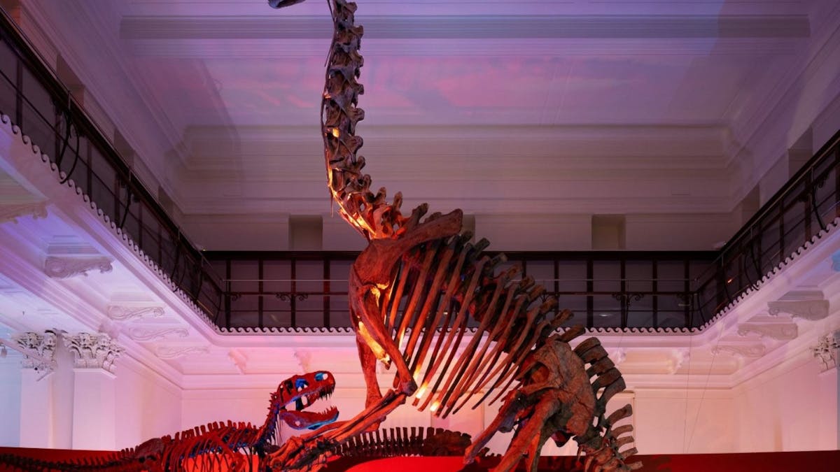 A skeleton of a large dinosaur and a skeleton of smaller dinosaur A skeleton of a large dinosaur and a skeleton of smaller dinosaur