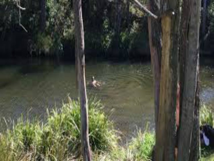 River Swimming