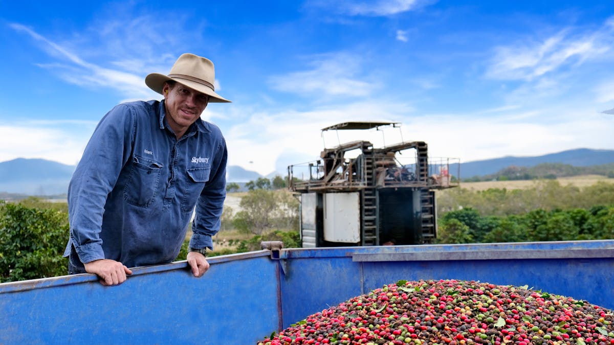 Australian Grown Coffee