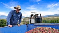 Australian Grown Coffee
