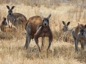 Kangaroos, Flinders Ranges