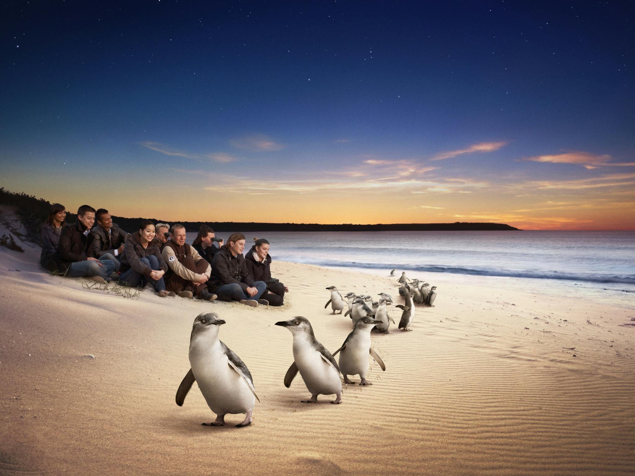 Phillip Island Tour