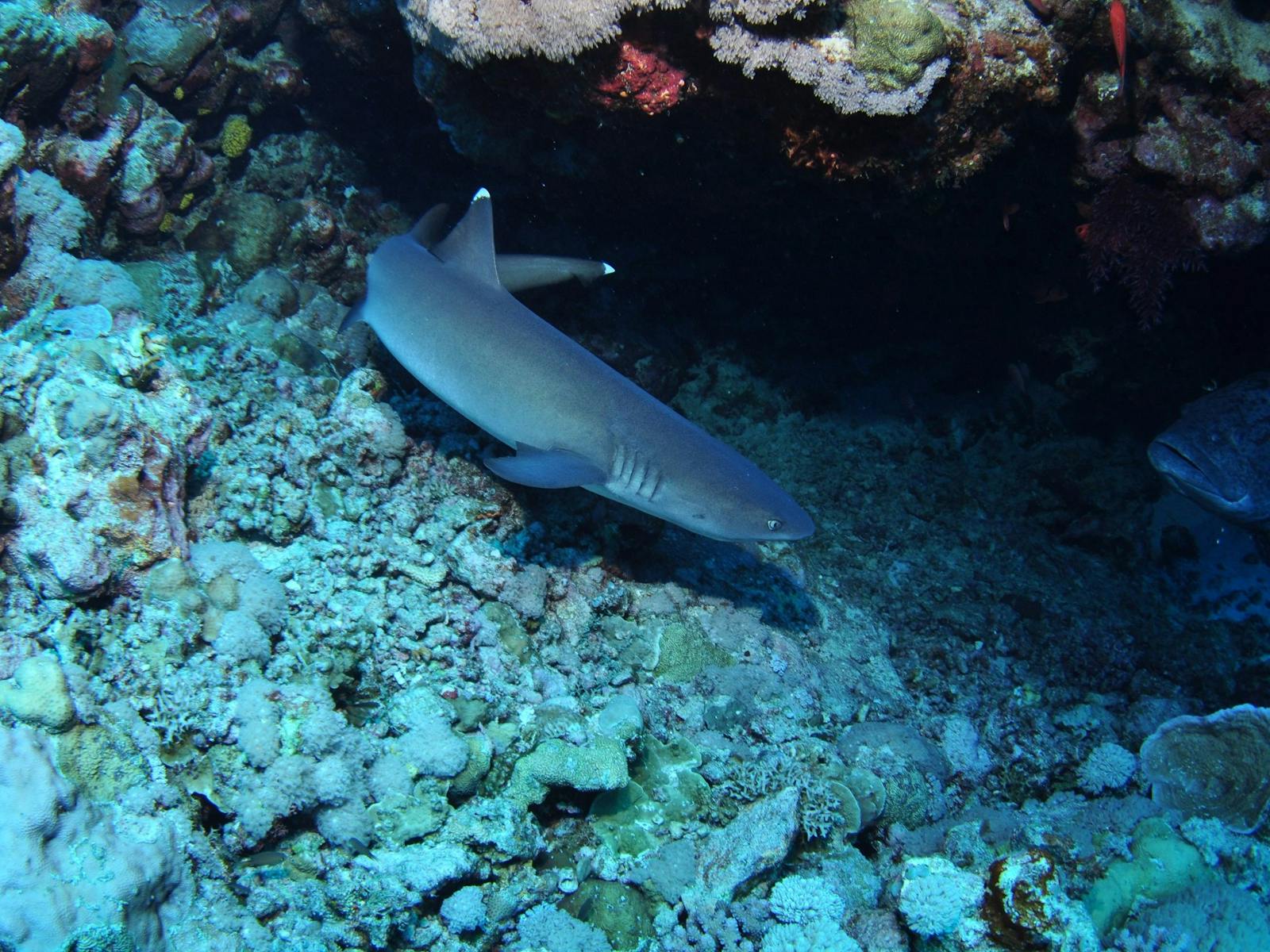 Admiralty Dive Site