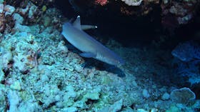 Admiralty Dive Site