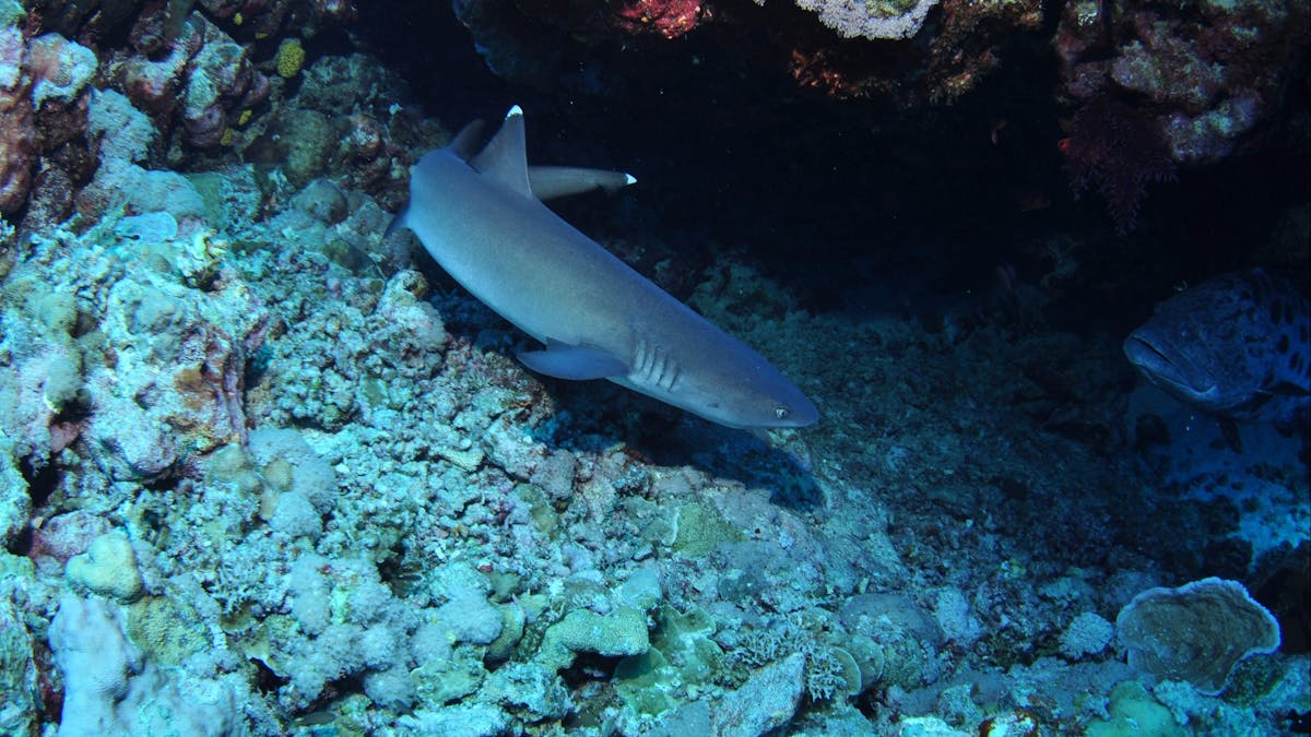 Admiralty Dive Site