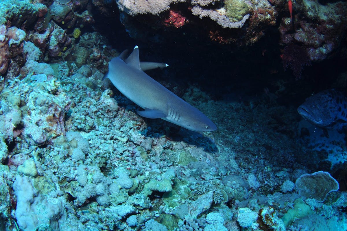 Admiralty Dive Site