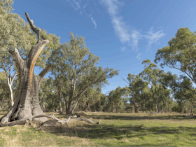 Large natural bush camping areas for all the family