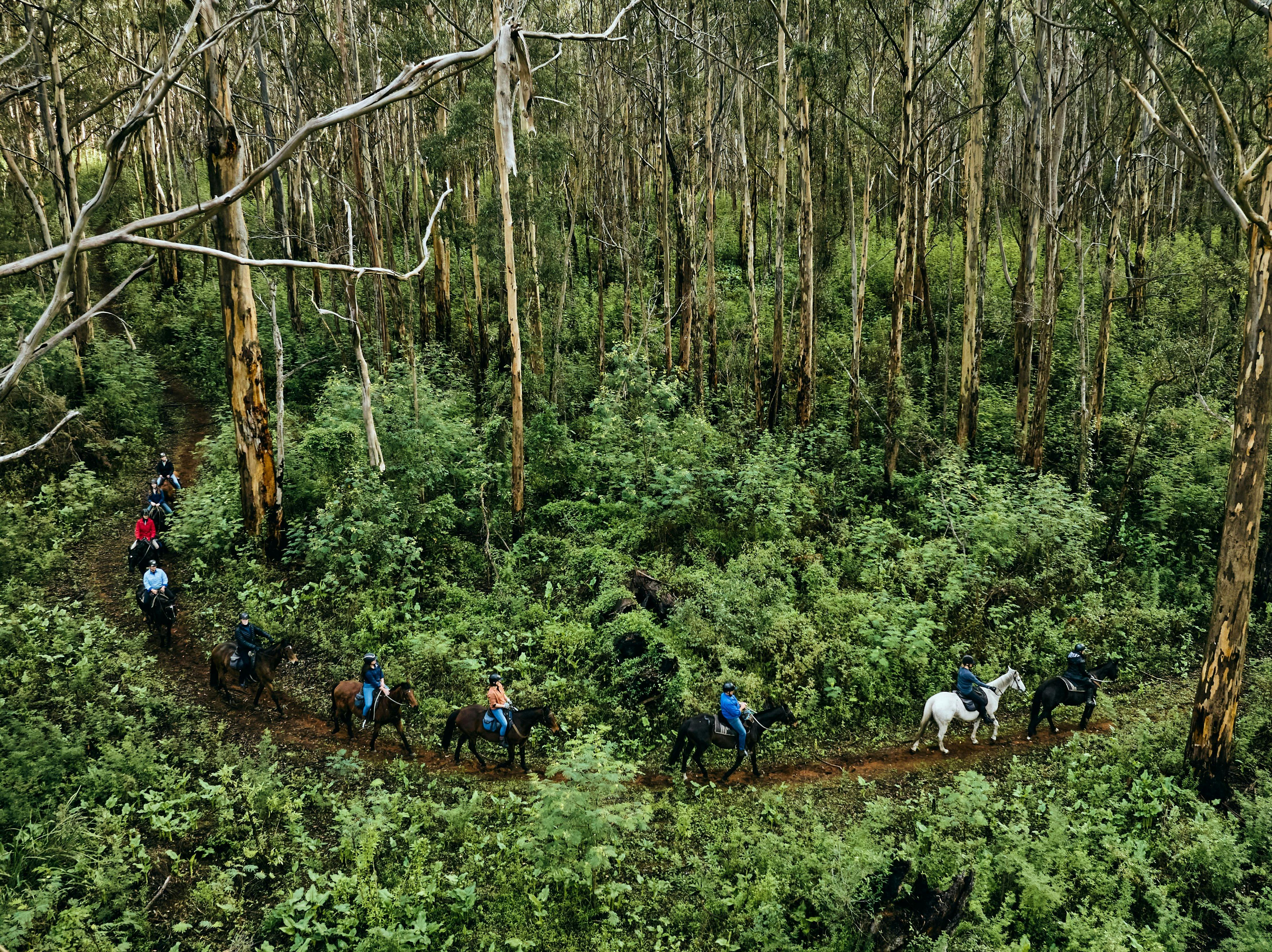 Boranup Forest Rides