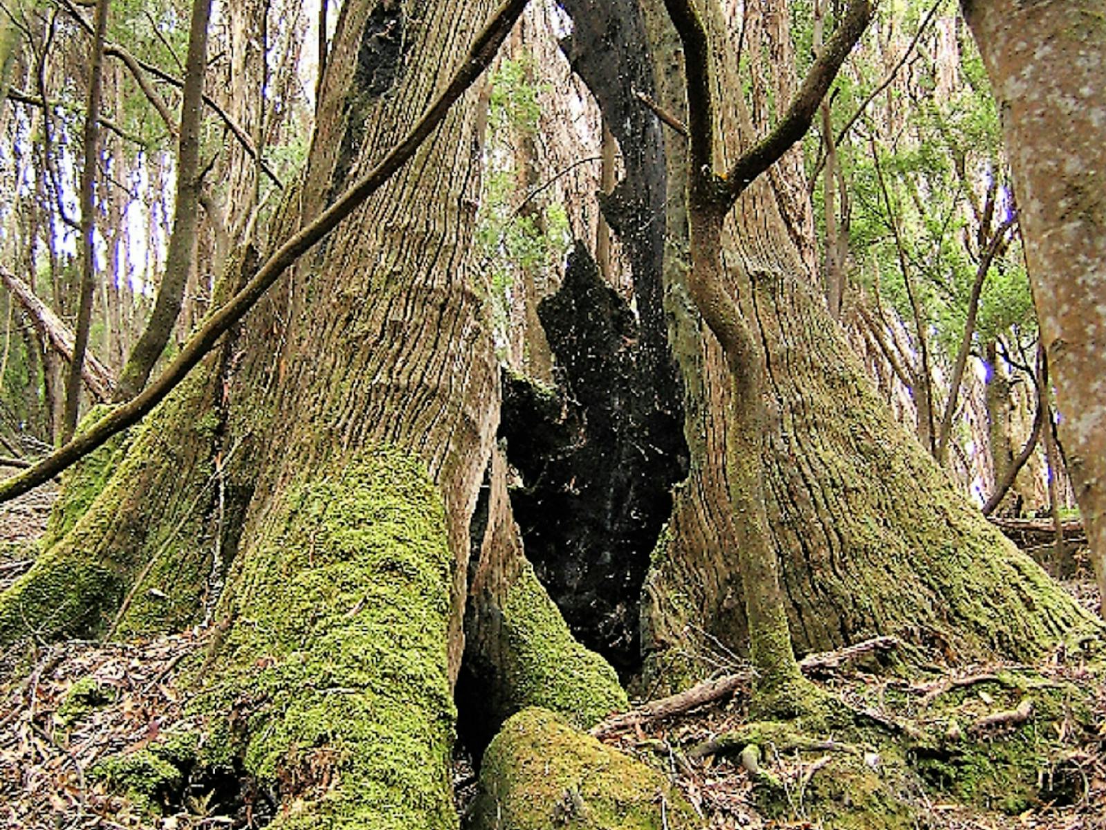 Burnt out tree old forest Pegarah Nature Reserve