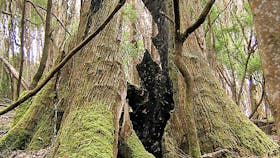 Burnt out tree old forest Pegarah Nature Reserve