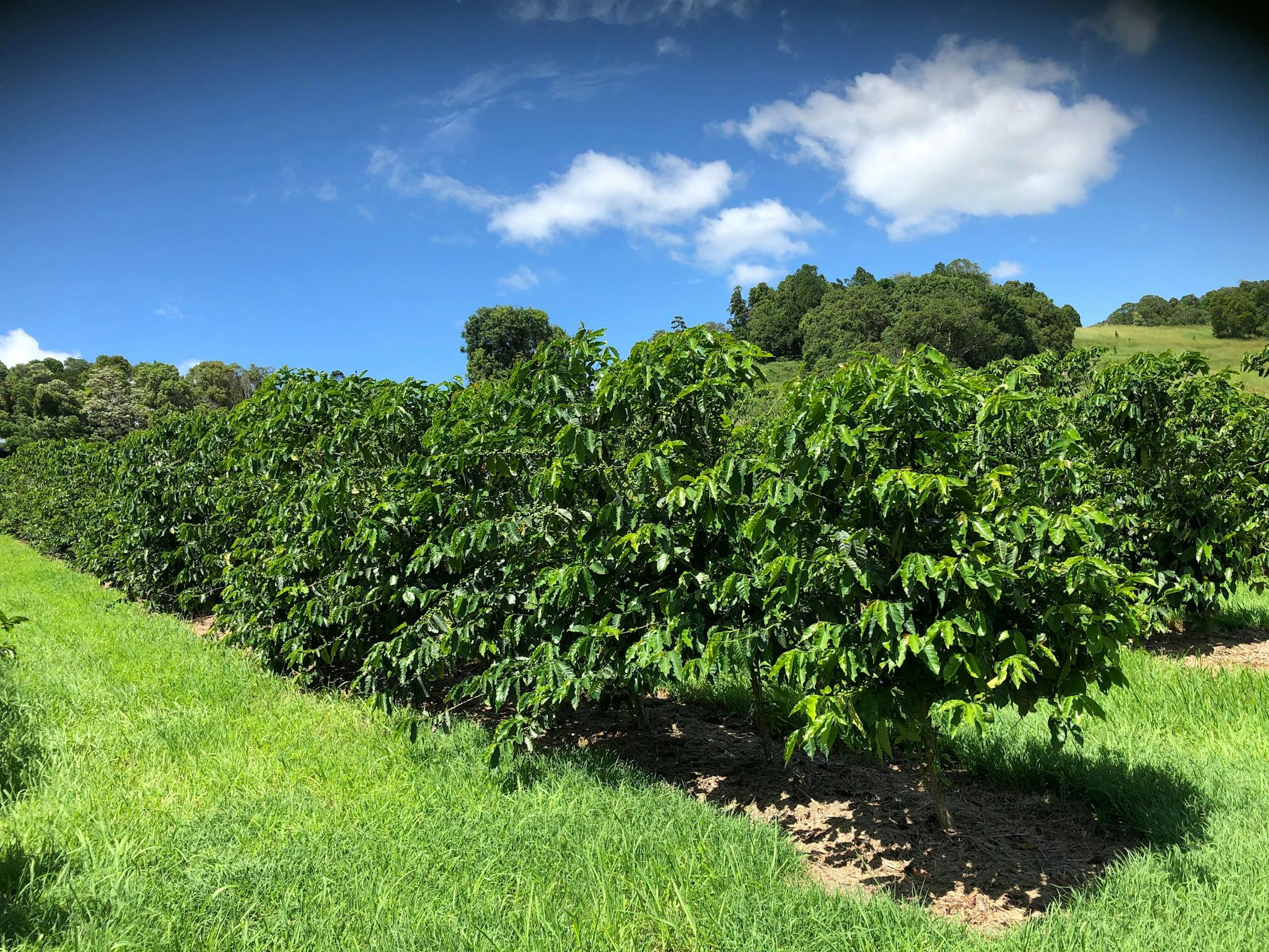 Estate coffee trees