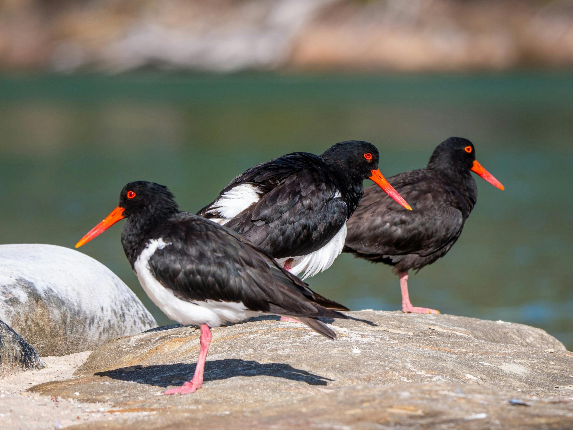 Oyster catchers