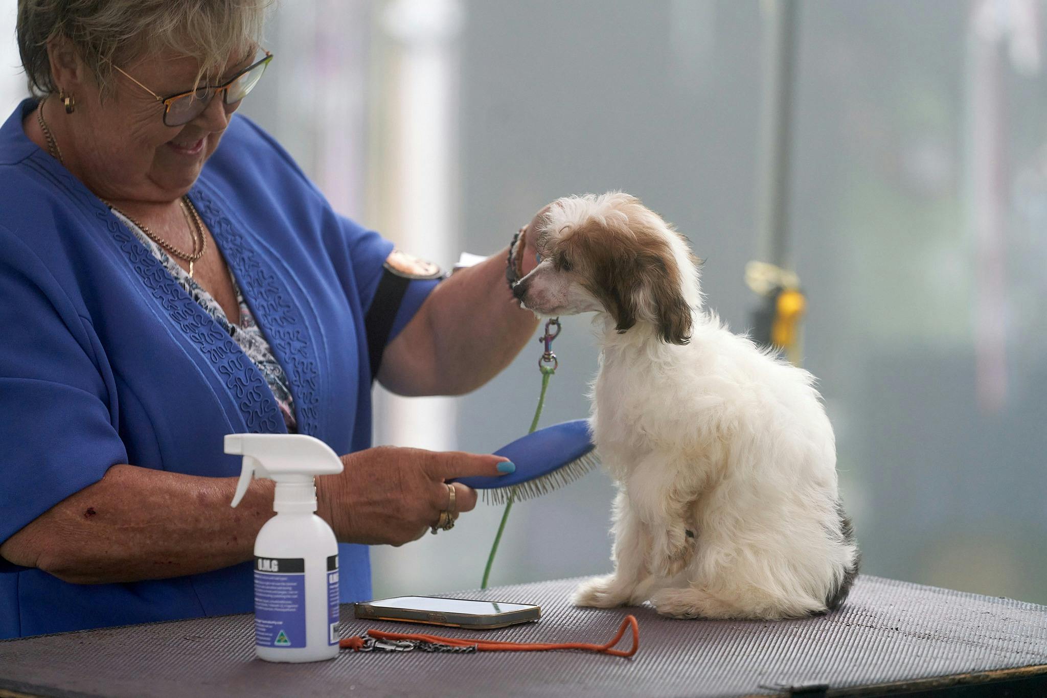 Preparing for the dog show