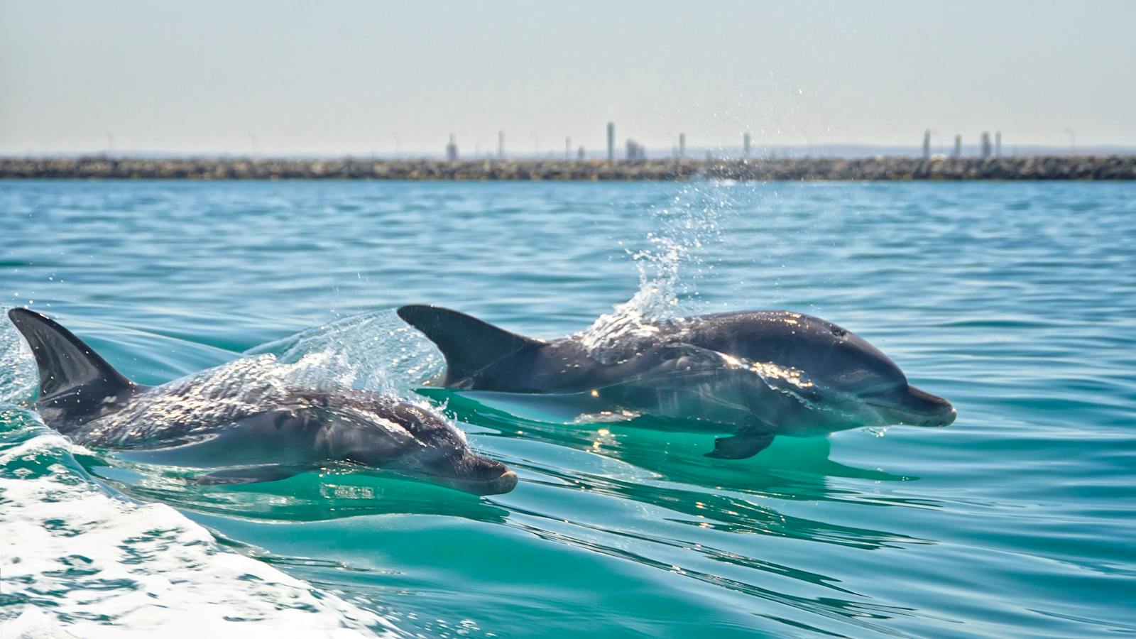 Rockingham Wild Encounters, Rockingham Beach, Western Australia