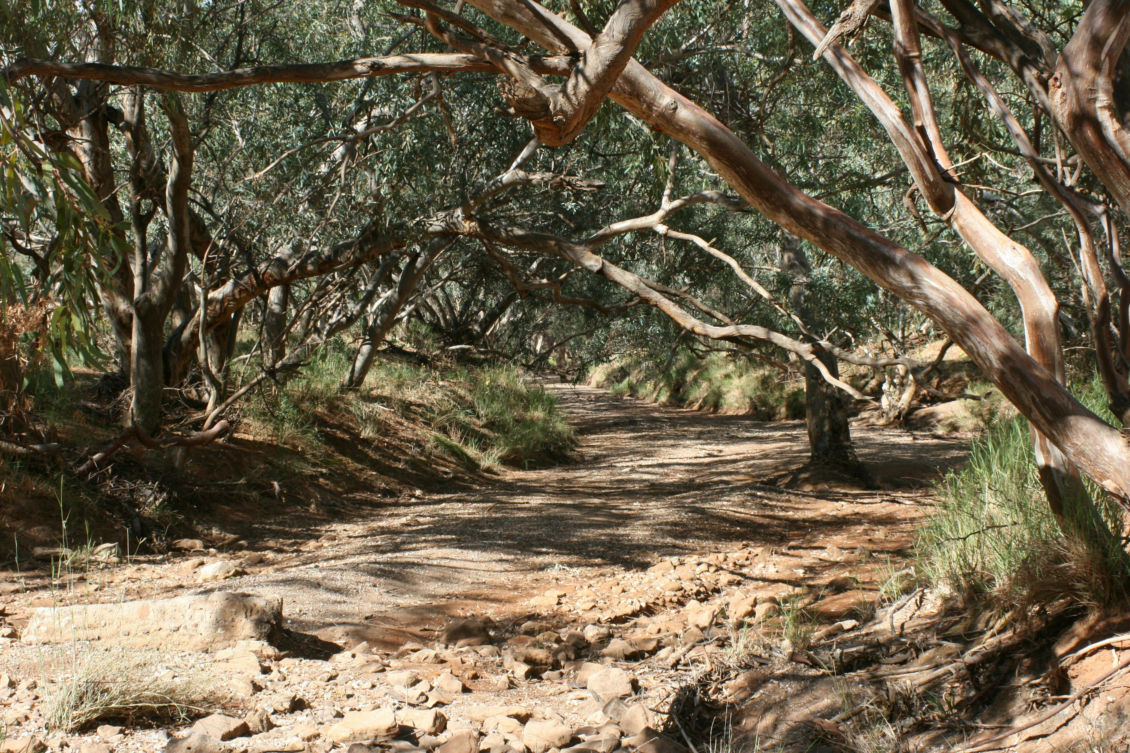 Evelyn Creek Milparinka