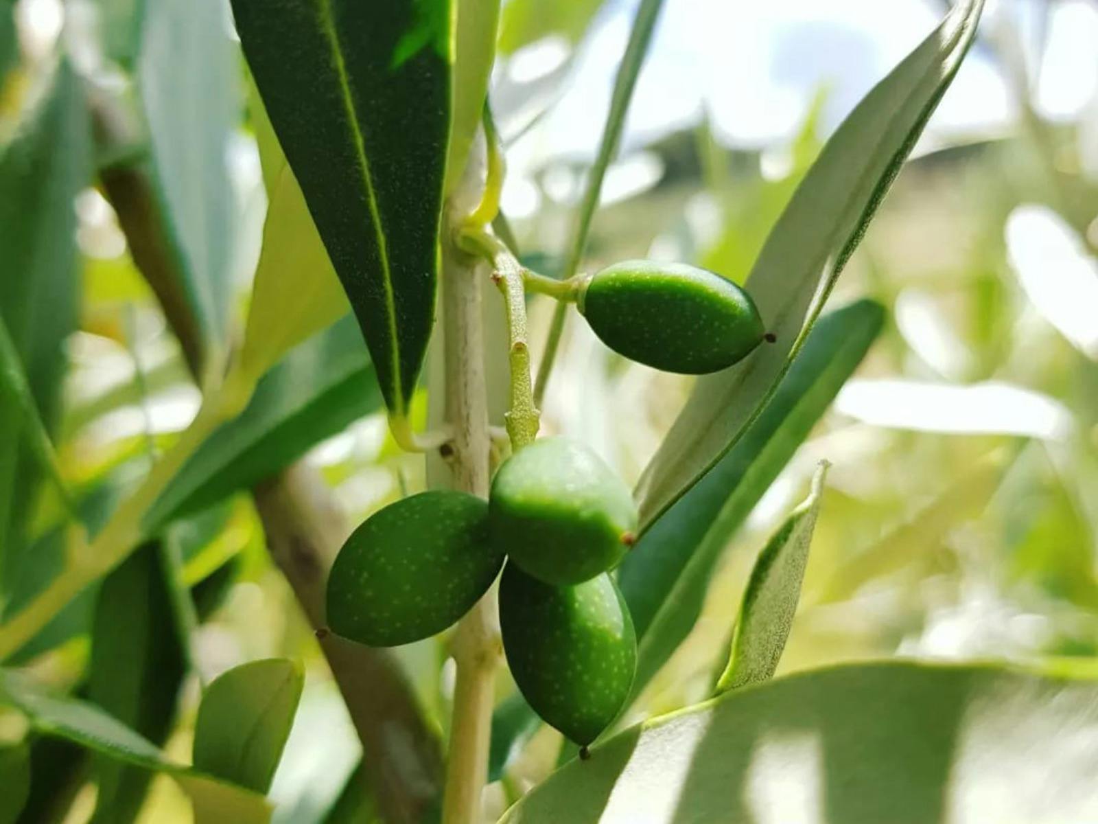 Glen Donald Estate Farm Tour edit