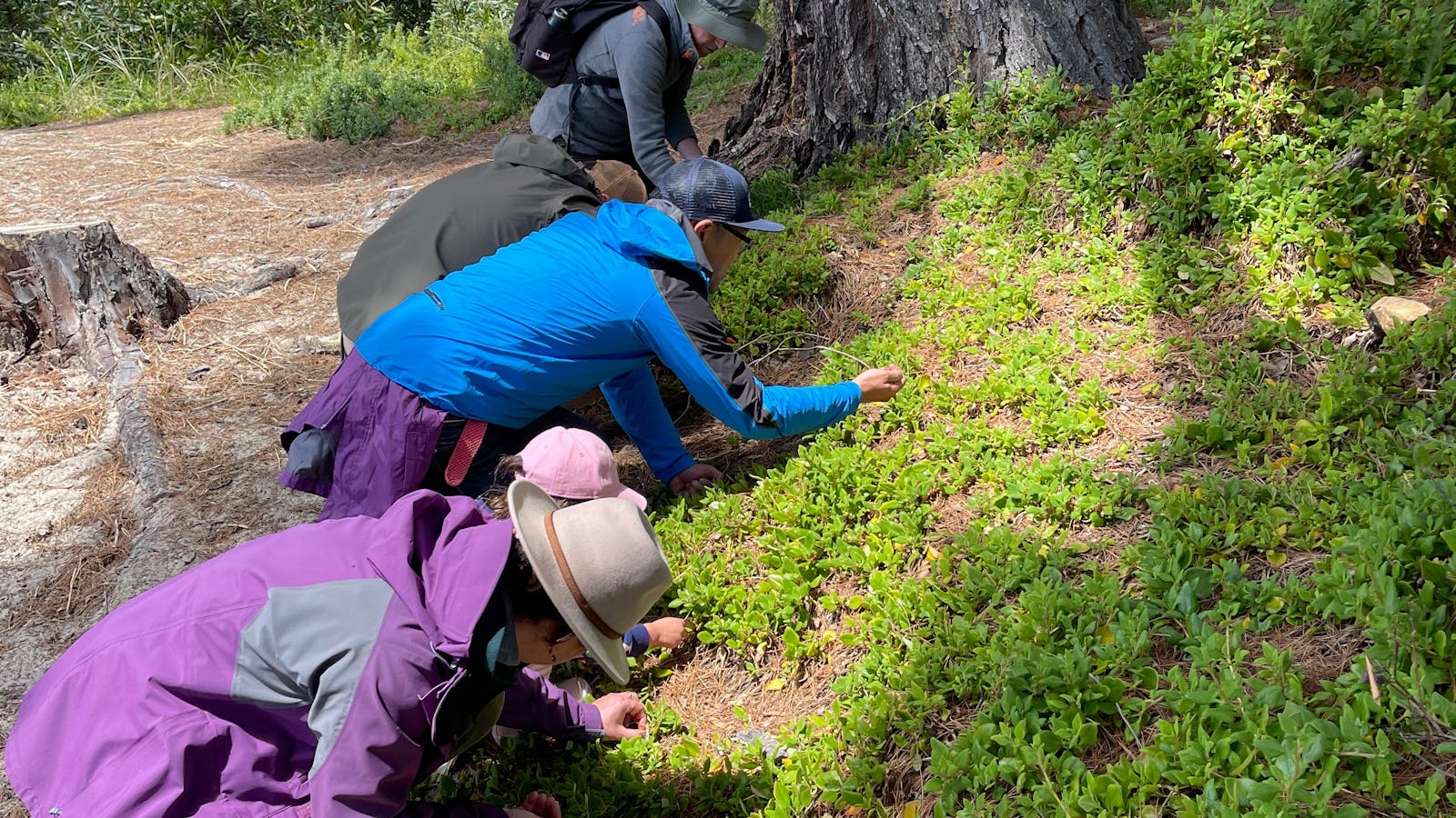 Help collect your lunch!