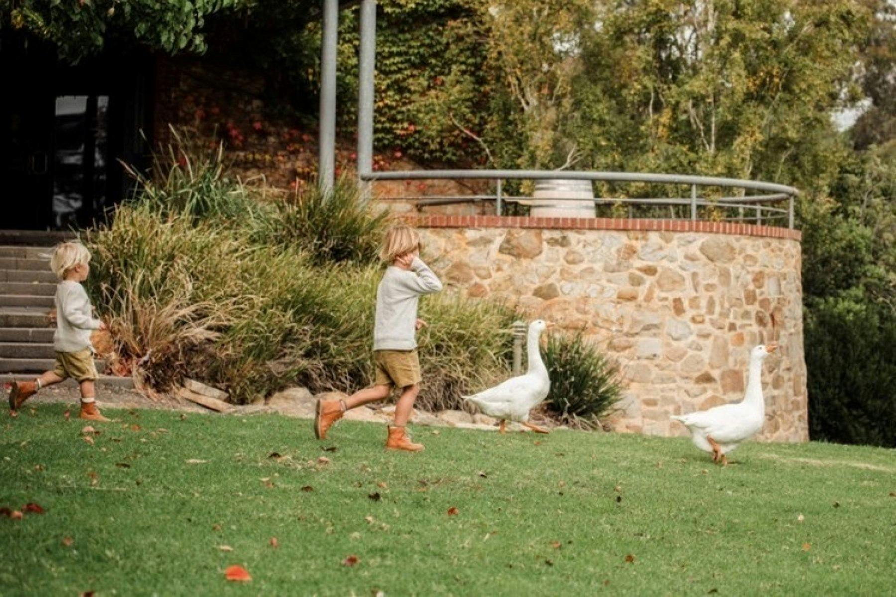 2 kids chasing 2 geese on a lawn