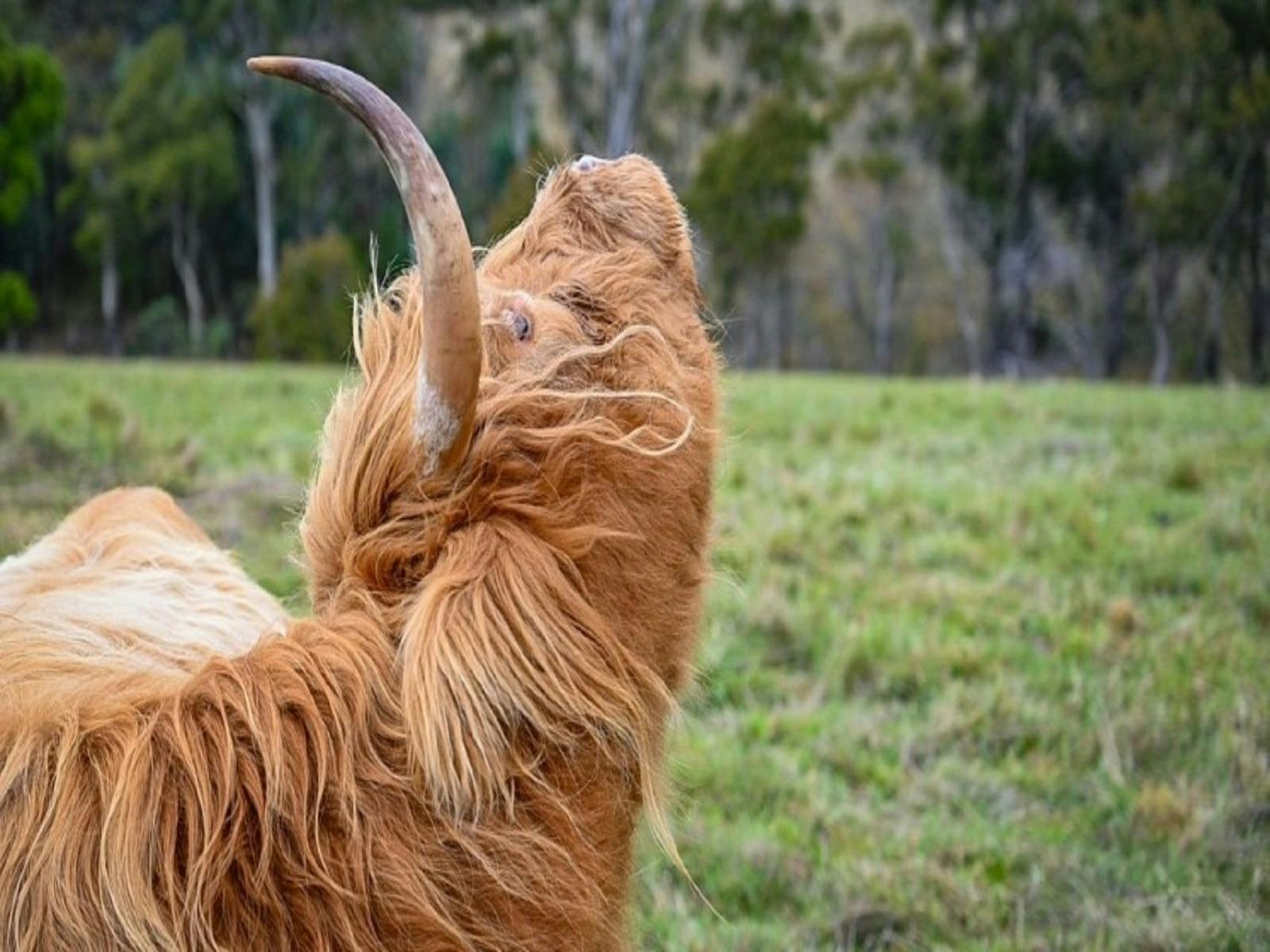 Highland Cow, Luna Lodge Tasmania