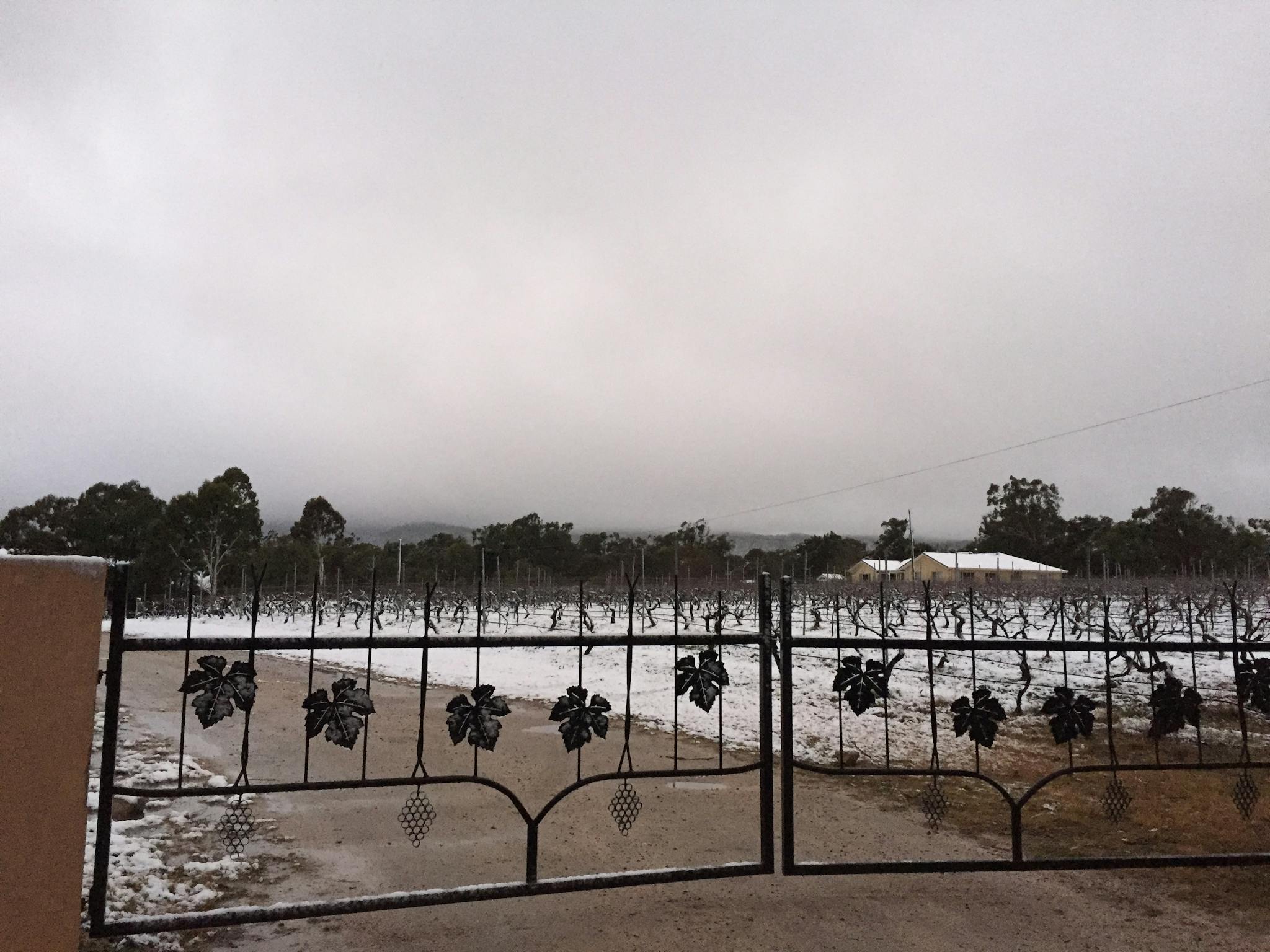 Snow on the vines Queensland Snow on the vines Queensland