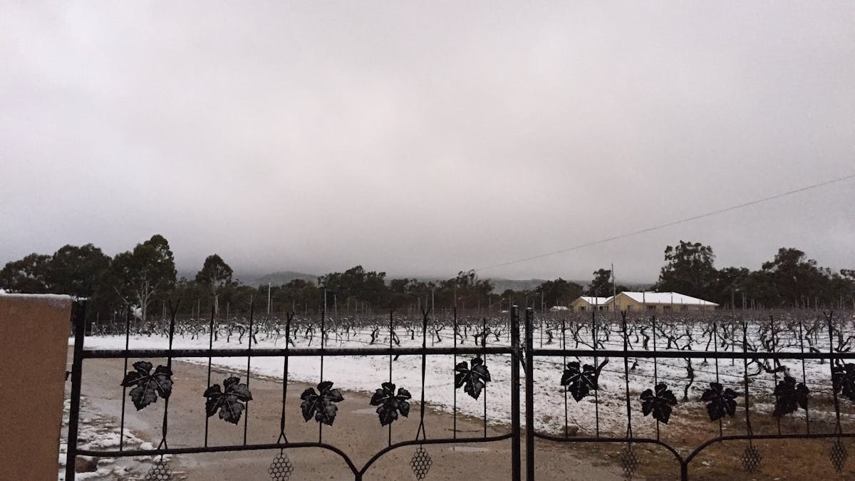 Snow on the vines Queensland