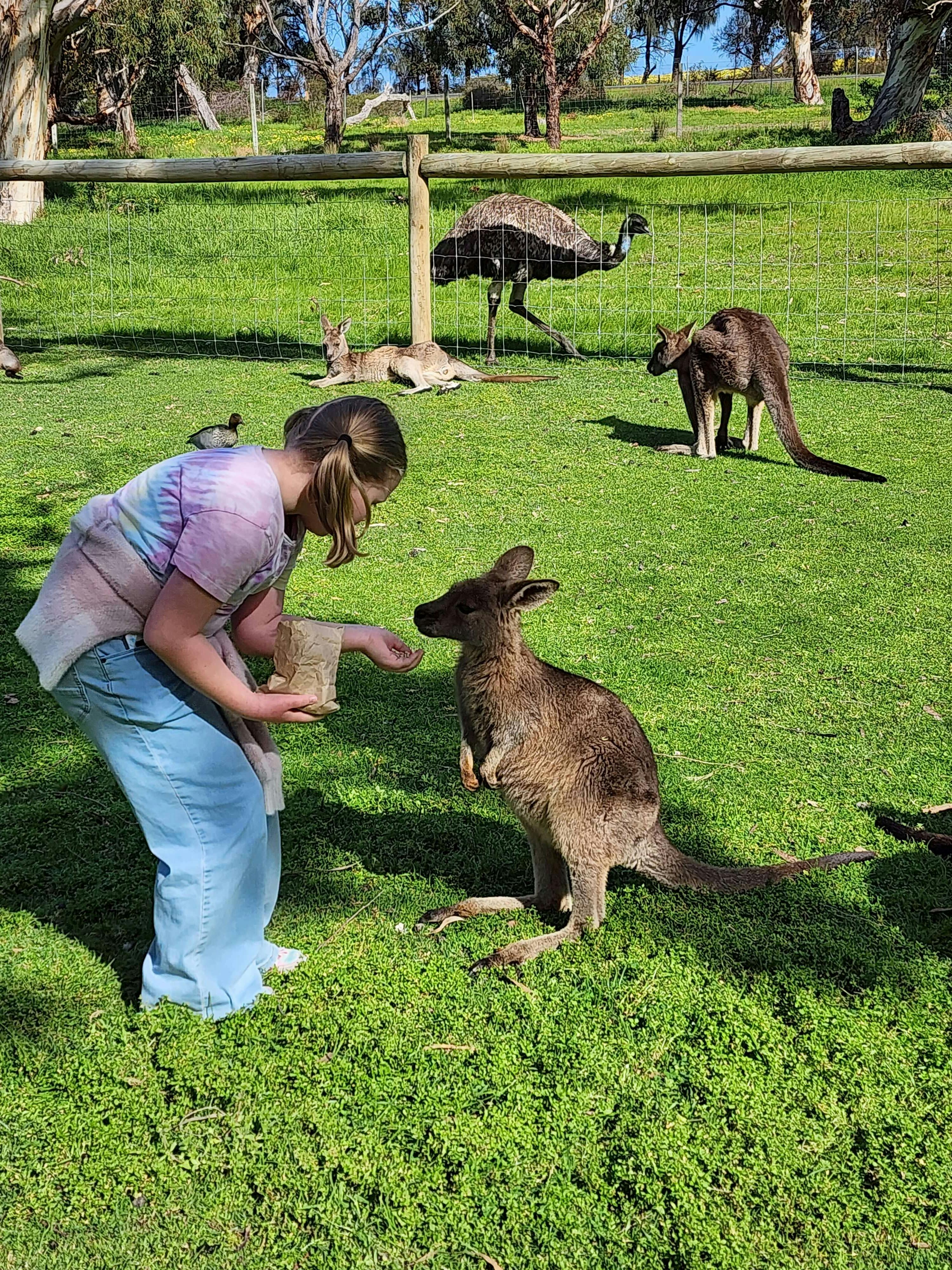 Feed the wallabies at Cleland Wildlife Park