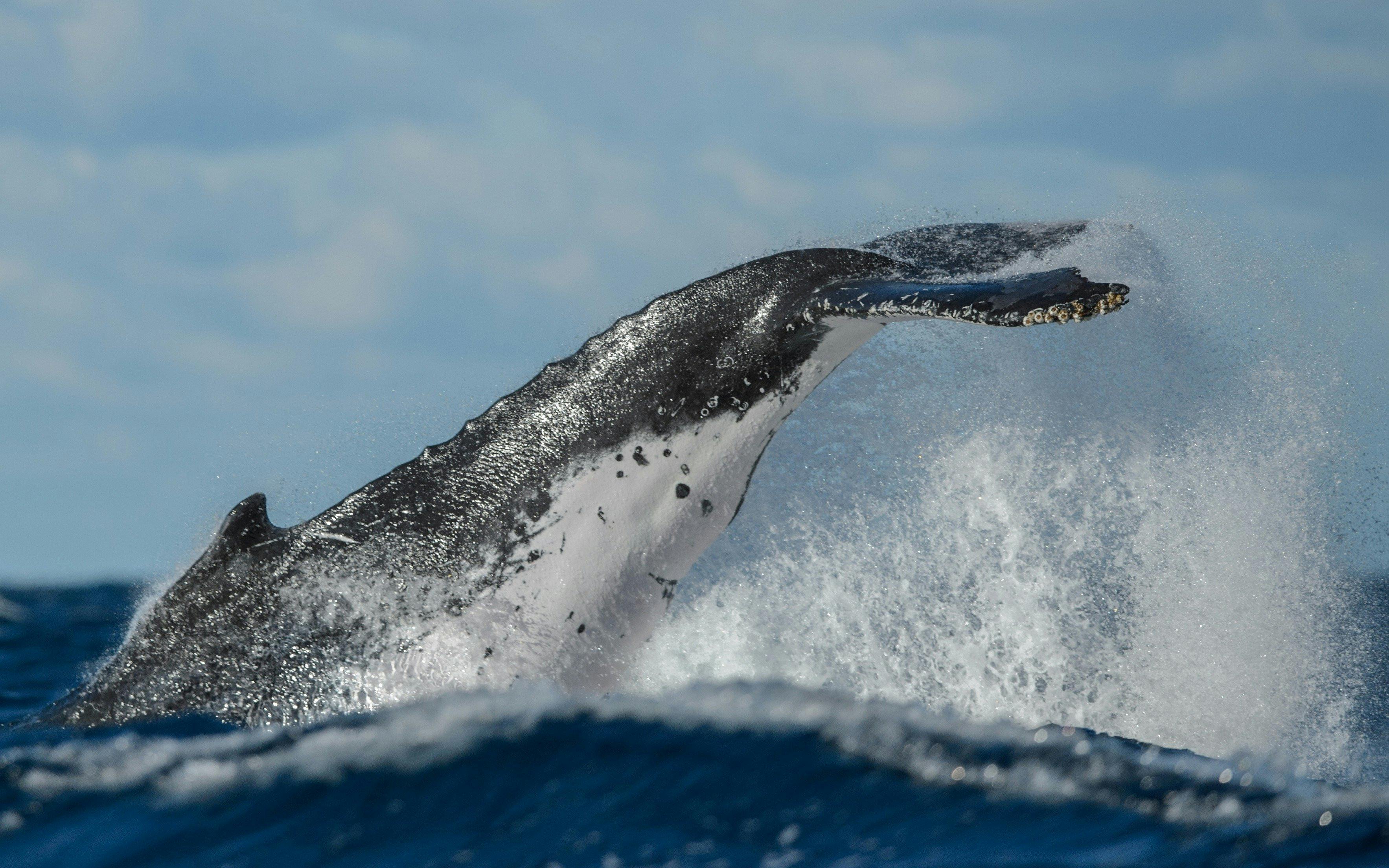 座头鲸花梗投掷