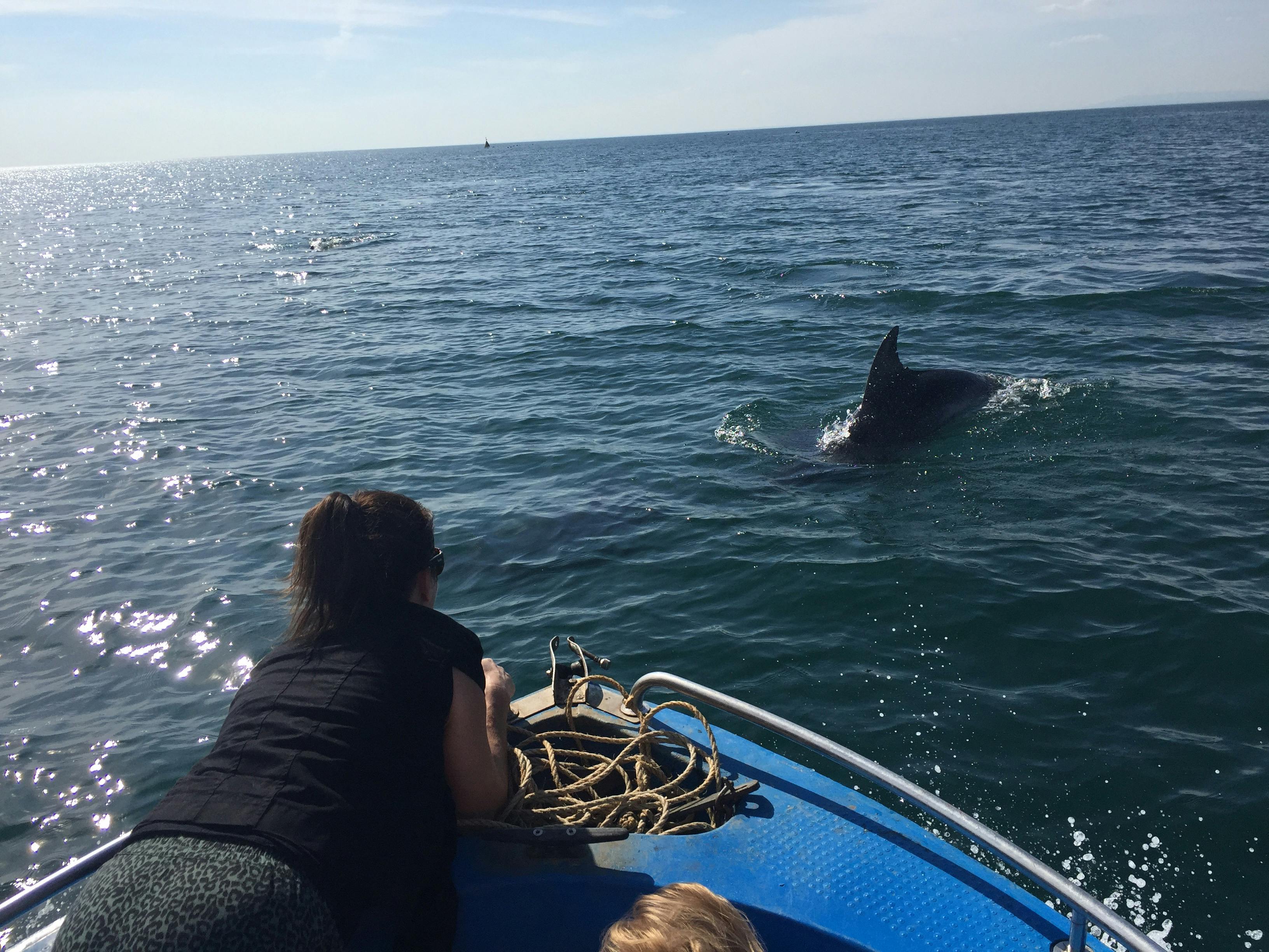 boat hire self drive dolphin cruise Mornington Peninsula Melbourne