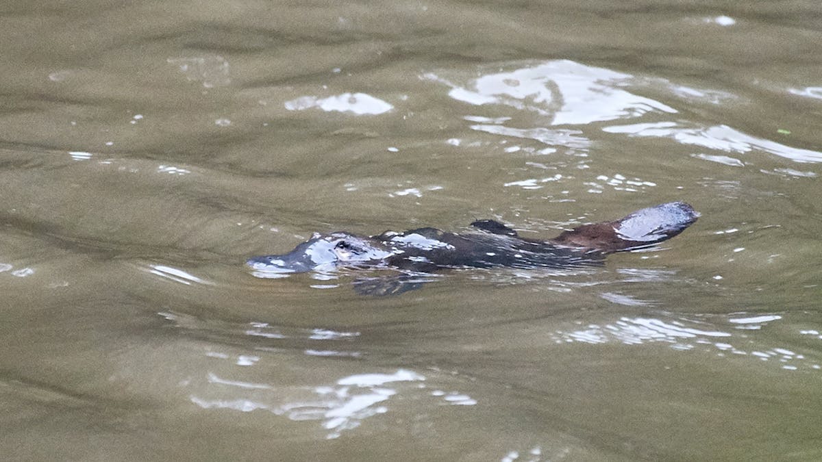alt="View the shy and playful Platypus in the lagoon at Sharlynn by the River"