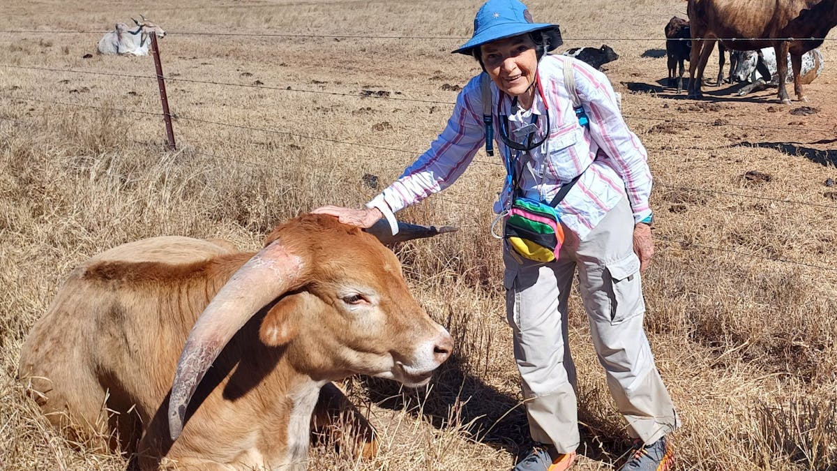 guest giving an American bison a pat at Texas Longhorns, Charters Towers