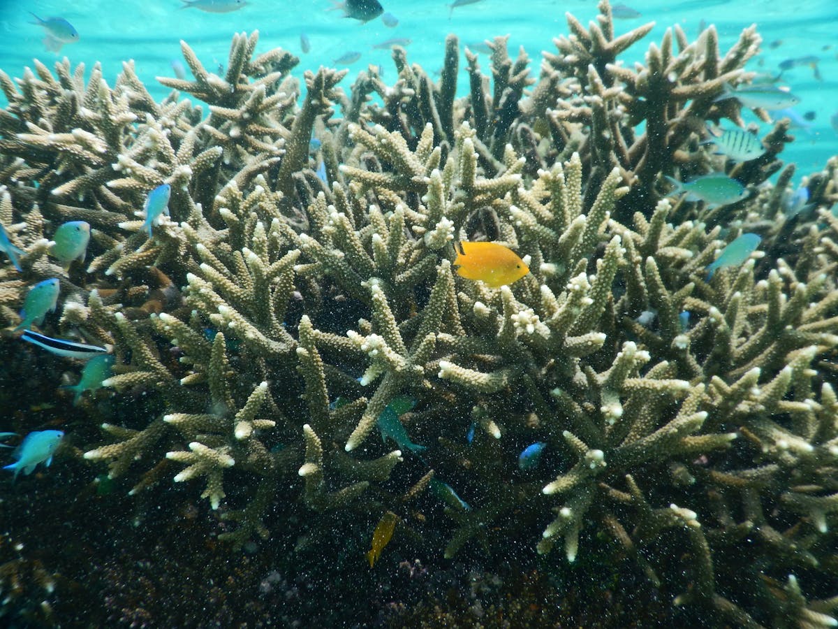 A coral in tropical waters surrounded by orange and blue fish