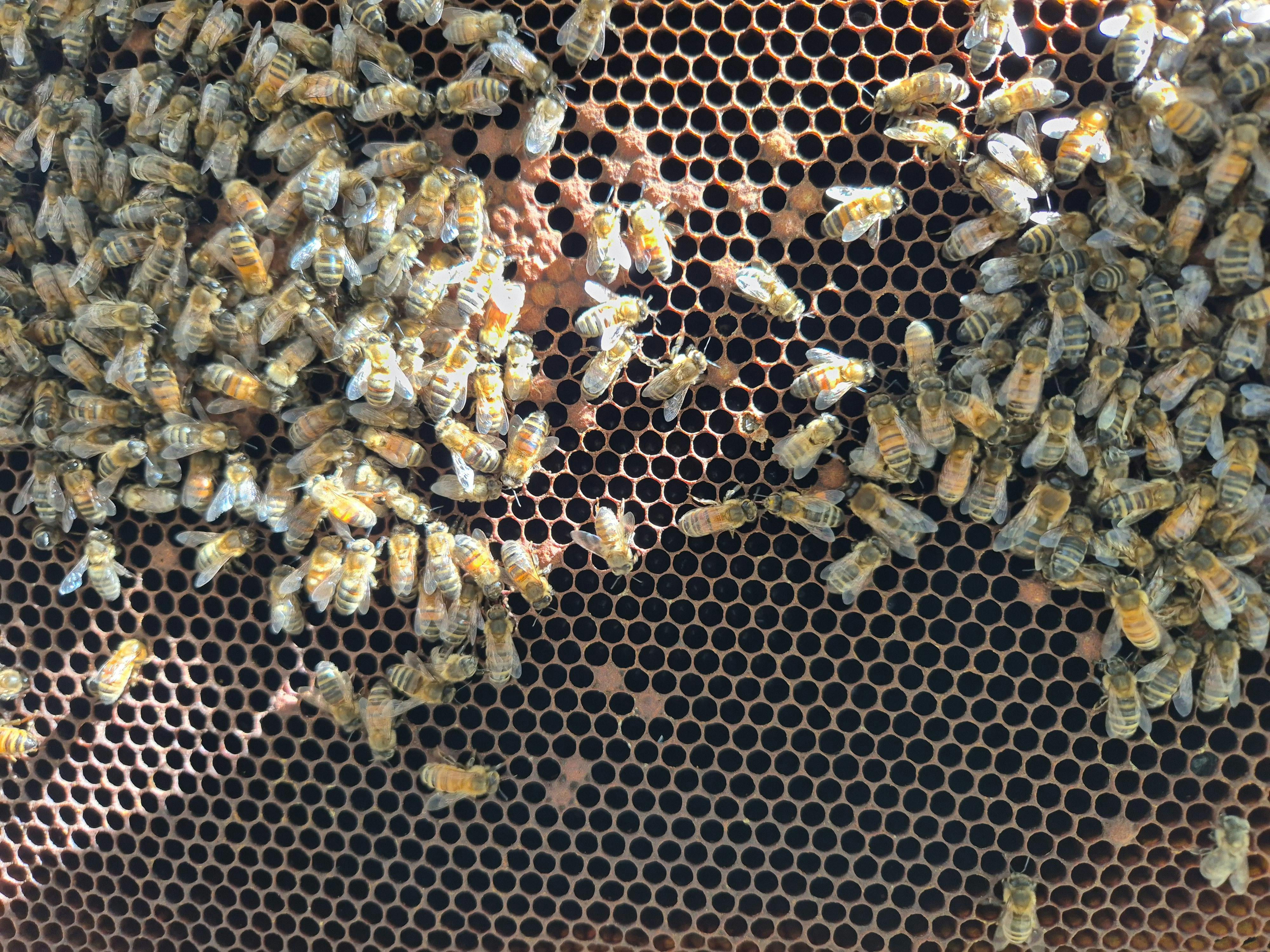 Hive Frame