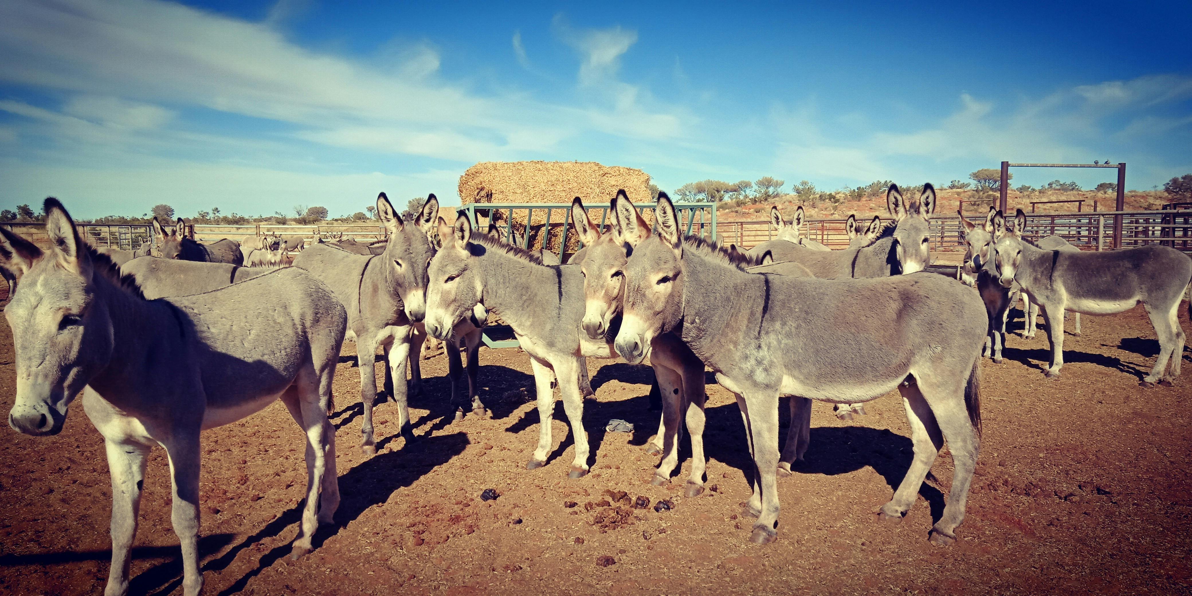 Simpson Desert Donkeys